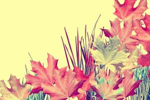 autumn leaves isolated on yellow background photo