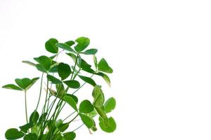 green clover leaves isolated on white background. St.Patrick 's Day photo