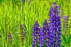 paisaje de verano con hermosas flores de lupino brillante foto