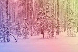 bosque en la escarcha. paisaje de invierno árboles cubiertos de nieve. foto