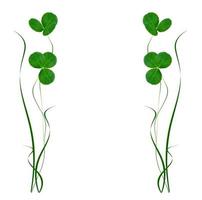 green clover leaves isolated on white background. St.Patrick 's Day photo