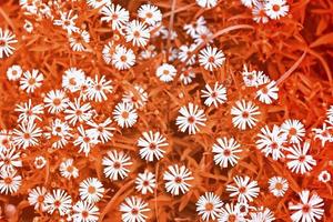 Blurred image of grass. photo