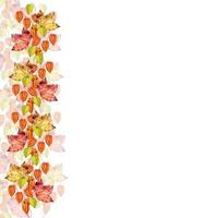 autumn leaves isolated on white background photo