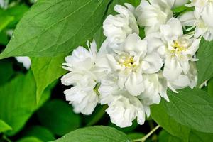 Spring landscape with delicate jasmine flowers photo