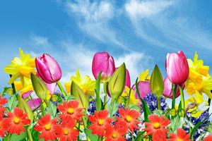 Spring flowers on a background of blue sky with clouds photo