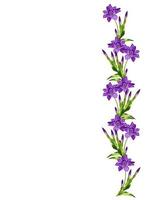 spring flowers  iris isolated on white background photo