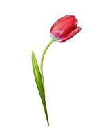 spring flowers tulips isolated on white background photo