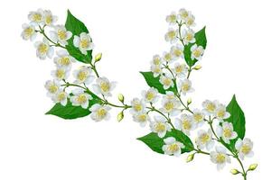 White jasmine flower. photo