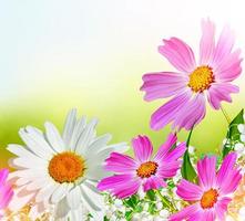 Cosmos flowers and cornflowers on a background of blue sky with clouds photo