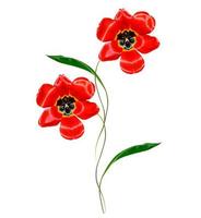 spring flowers tulips isolated on white background. photo