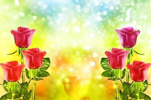 los capullos de flores rosas. tarjeta de vacaciones fondo floral foto