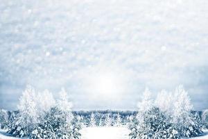 Frozen winter forest with snow covered trees. photo