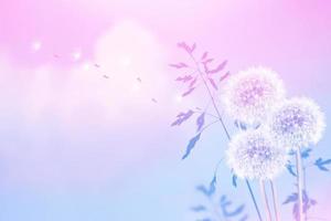 Fluffy dandelion flower against the background of the summer landscape. photo