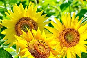 hermoso campo de girasoles en verano foto