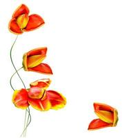 spring flowers tulips isolated on white background. photo