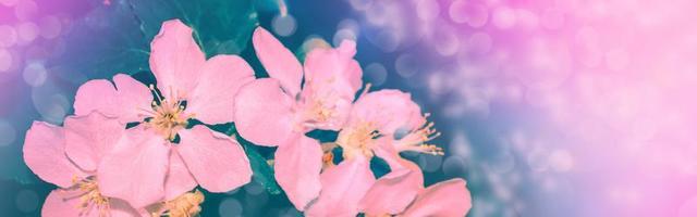 Bright colorful spring flowers photo
