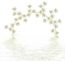 branch of jasmine flowers isolated on white background photo