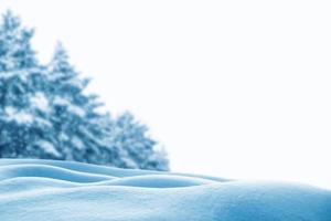 Frozen winter forest with snow covered trees. photo