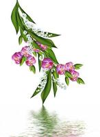 spring flowers tulips isolated on white background photo