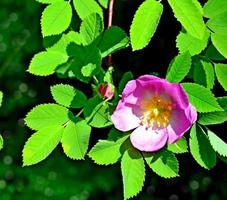 dog rose flower photo