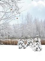 bosque de invierno naturaleza. foto