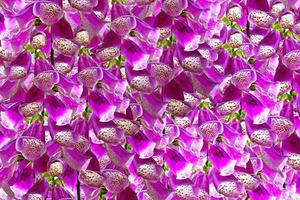 background of flowers bluebells photo