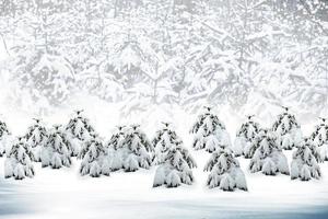 Winter forest. Winter landscape. photo