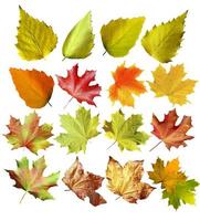 autumn leaves isolated on white background photo