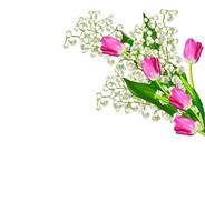 spring flowers tulips isolated on white background. photo