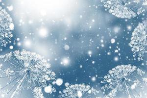 Blurred frozen grass. Winter abstract background. Landscape. photo