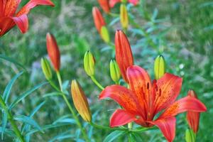 Bright colorful lily flowers. Floral background. photo