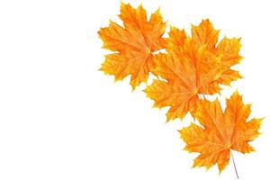 hojas de otoño de colores brillantes. arce foto