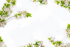 Flowering branch of cherry isolated on a white background. photo