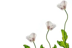 spring flowers poppy isolated on white background. photo