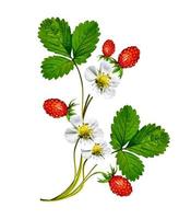 Sprig of flowers strawberries photo