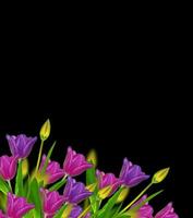 spring flowers tulips photo