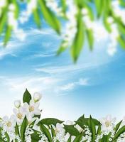 branch of jasmine flowers on a background of blue sky with clouds photo