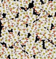 floral background of flowers Apricot photo