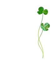 green clover leaves isolated on white background. St.Patrick 's Day photo