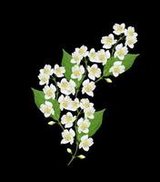 branch of jasmine flowers isolated on black background. spring photo