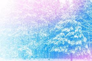 Frozen winter forest with snow covered trees. photo