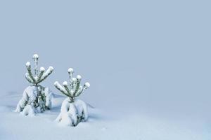 bosque de invierno congelado con árboles cubiertos de nieve. foto