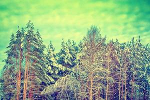 Frozen winter forest with snow covered trees. photo