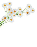 daisies summer white flower isolated on white background photo