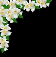 White jasmine flower. photo