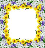 flor de rudbeckia amarilla sobre un fondo blanco foto