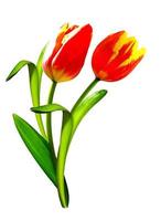 spring flowers tulips isolated on white background photo