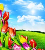 Spring flowers tulips on the background of blue sky with clouds photo