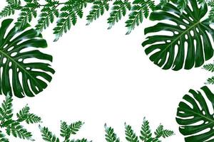 Floral background of green leaves of monsters and ferns photo