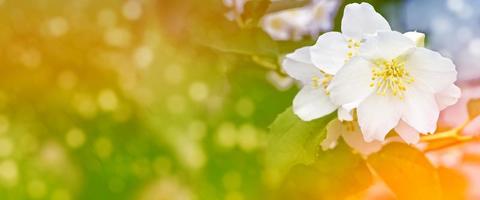 White jasmine The branch delicate spring flowers photo